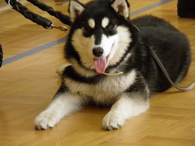 SZKOLENIE W ZAKRESIE SAMOOBRONY PRZED PSAMI