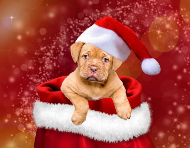 Świąteczny konkurs pod hasłem: 